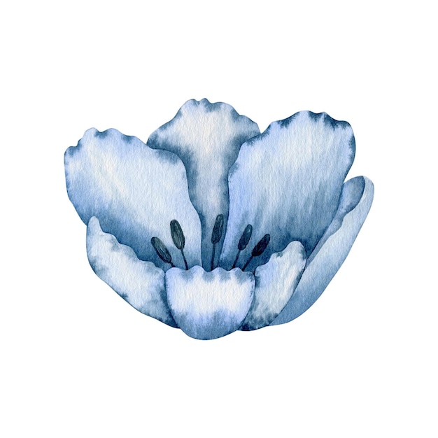 Tulip isolated on white background, watercolor illustration.