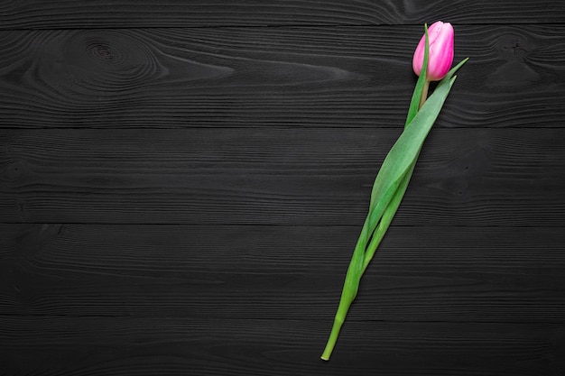 Tulip isolated on wood background 