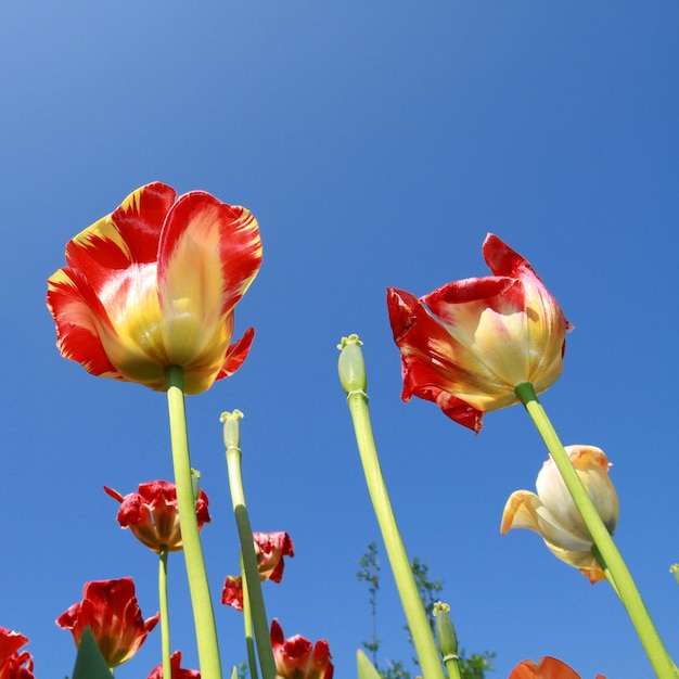 tulip meadows in holland