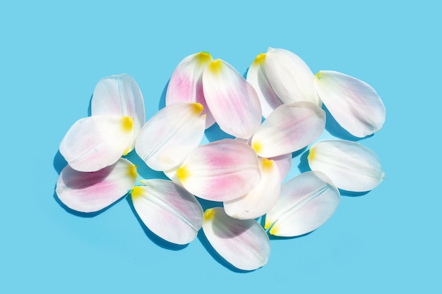 Tulip petals on blue background