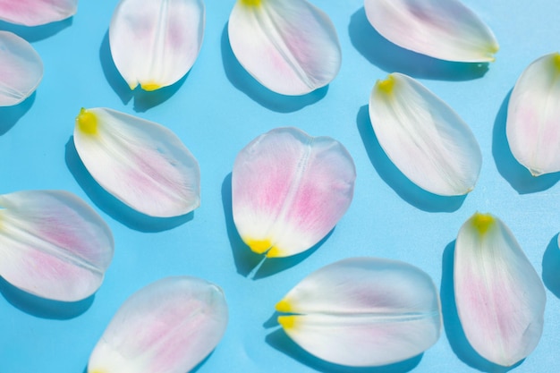 Tulip petals on blue background