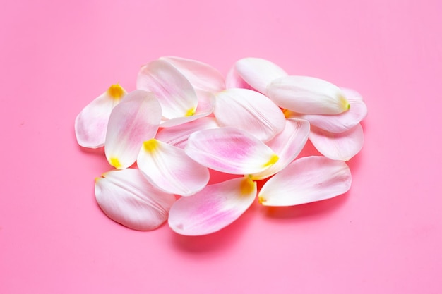 Tulip petals on pink background