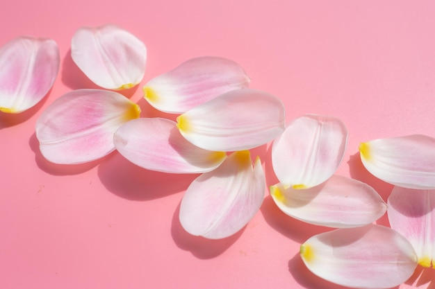 Tulip petals on pink background