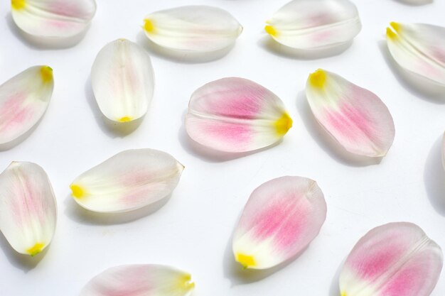 Tulip petals on white background