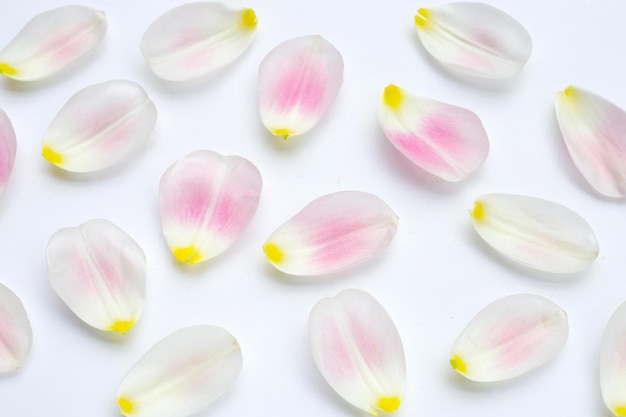 Tulip petals on white background