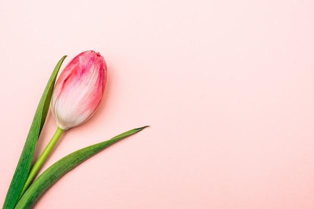  tulip on a pink background. single flower on pastel background.