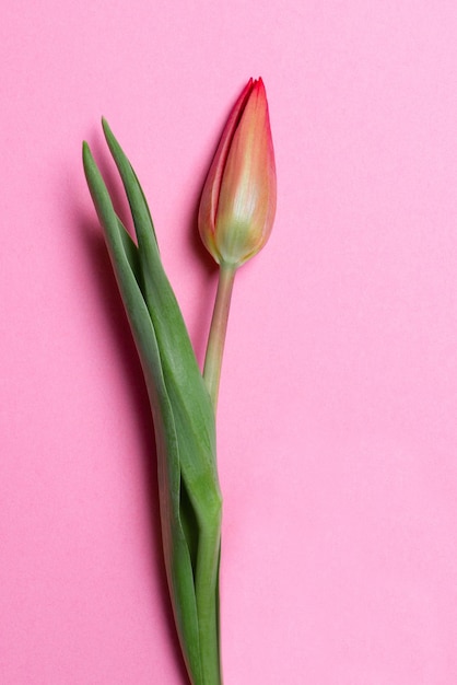 Tulip on a pink background