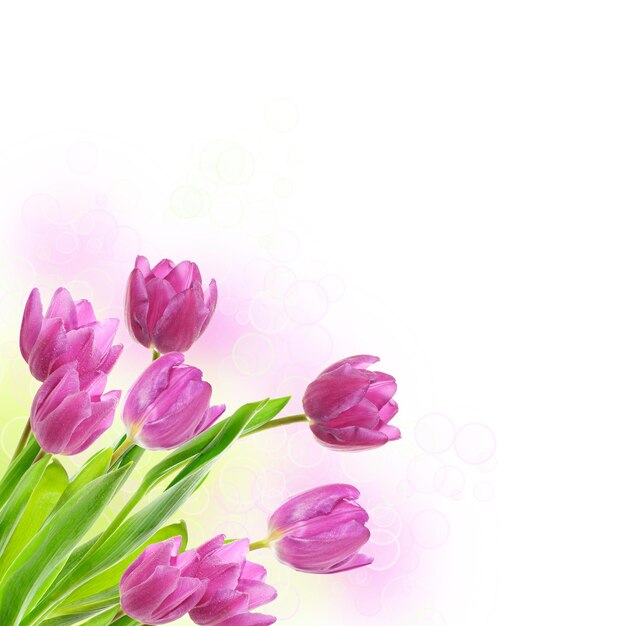 Tulip pink flowers, floral spring  background