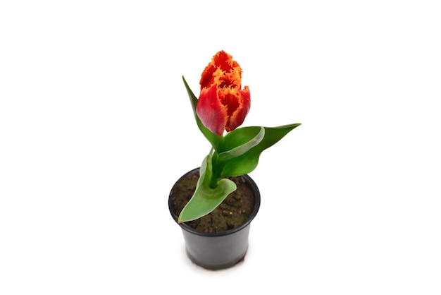 Tulip in a pot isolated on white background