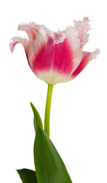 Tulip redwhite