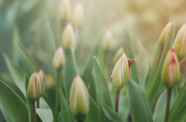 Tulip in selective focus on blurred background