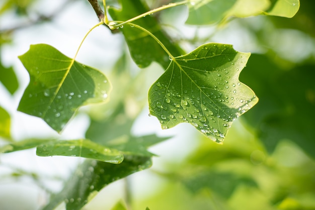 Tulip tree leaf in spring. Liriodendron tulipifera.