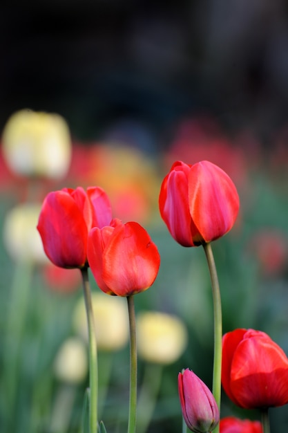 Tulip. Tulip Flower in Garden. Nature background.