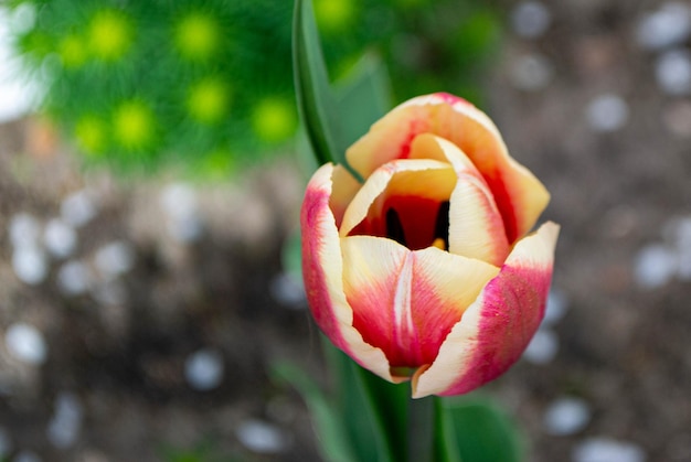 A tulip with a yellow and pink stripe.