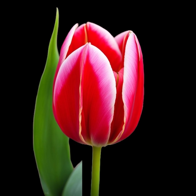 tulip