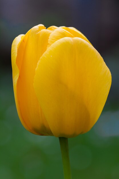 Photo tulip