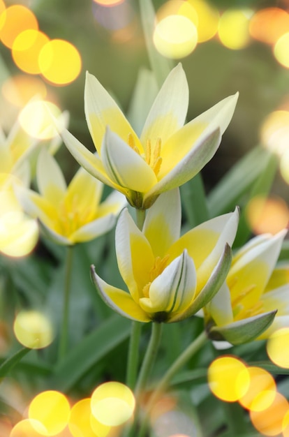 Tulipa Tarda growing in garden Tulip tarda flower Diminutive tulip Tarda