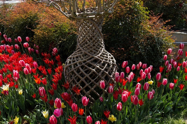 Tulips bloom in the spring season