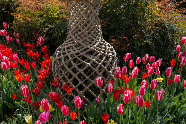 Tulips bloom in the spring season