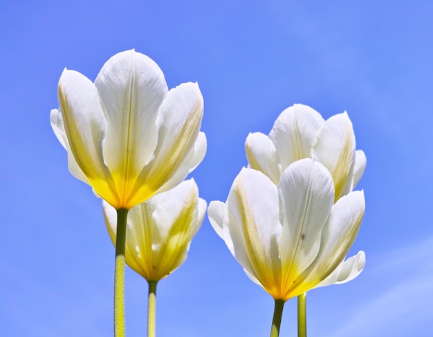 Tulips in bloom on a warm summers day Seasonal growth encourages change and symbolises opportunity endurance and success Seasonal flowers symbolising romance love beauty and courage