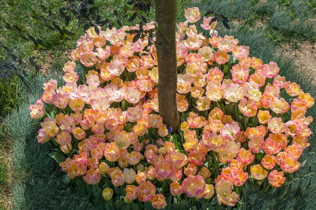 Tulips Blooming around tree trunk