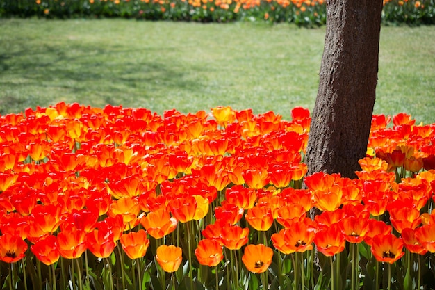 Tulips Blooming around tree trunk