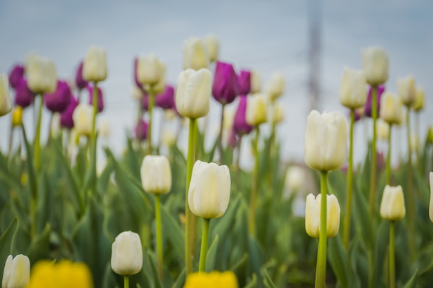 Tulips Blooming in the Flowerbed