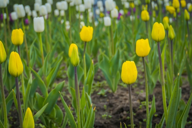 Tulips Blooming in the Flowerbed