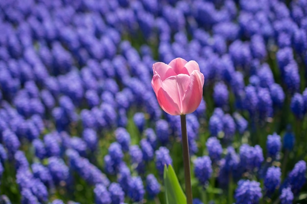 Tulips Blooming in Spring