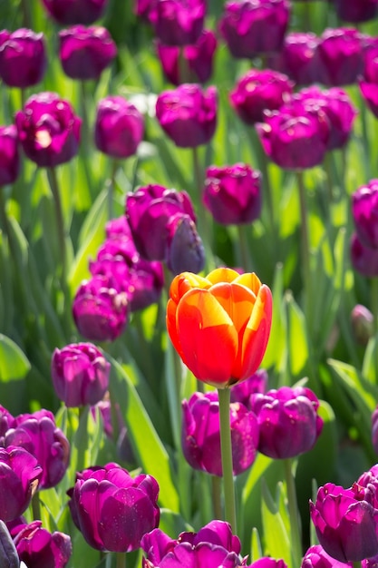 Tulips Blooming in Spring