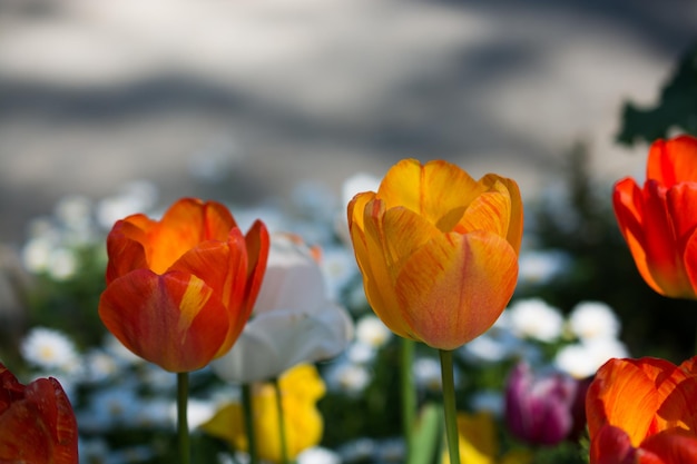 Tulips Blooming in Spring