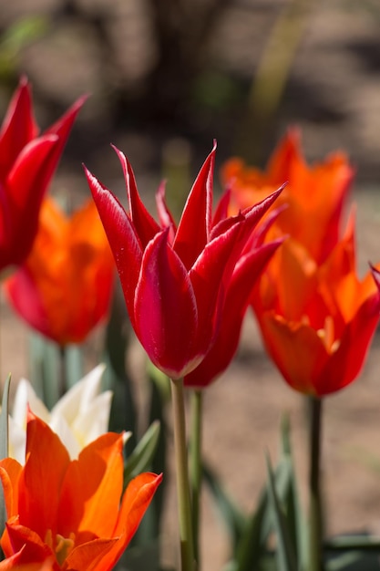 Tulips Blooming in Spring