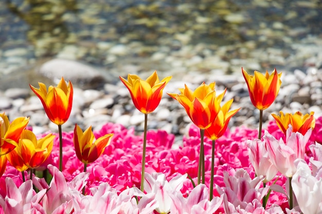 Tulips Blooming in Spring