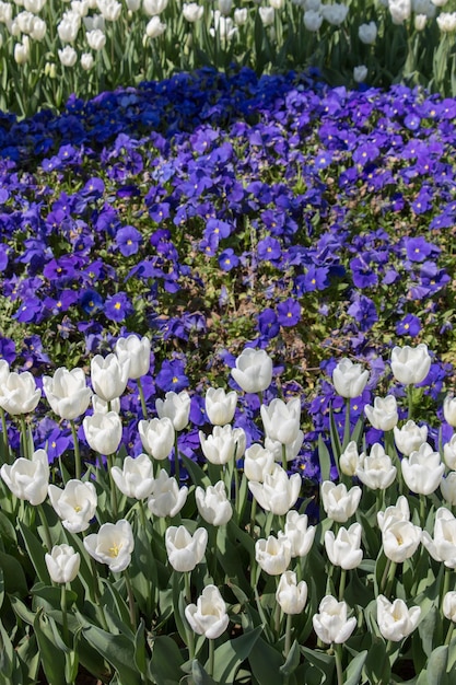 Tulips Blooming in Spring