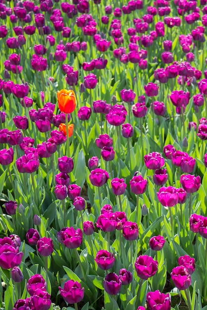 Tulips Blooming in Spring