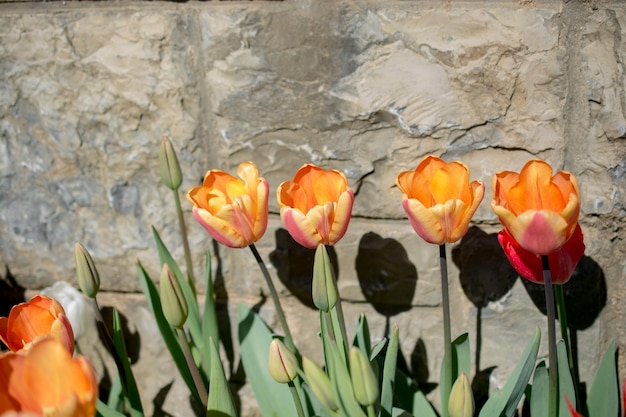 Tulips Blooming in Spring