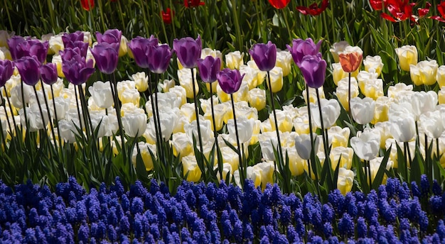 Tulips Blooming in Spring