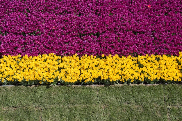 Tulips Blooming in Spring