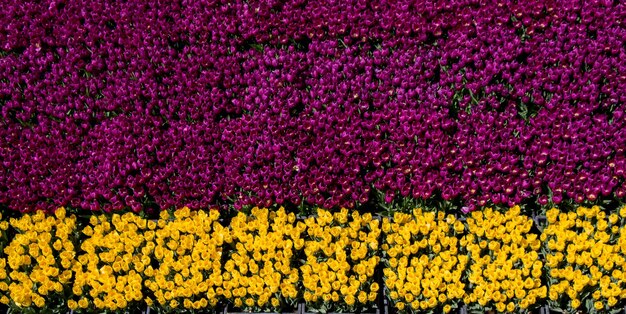 Tulips Blooming in Spring