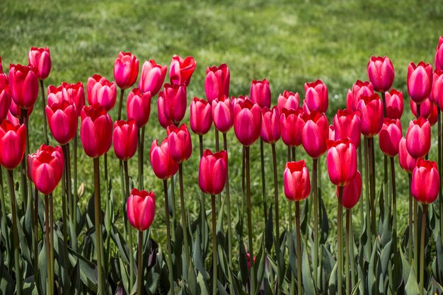 Tulips Blooming in Spring