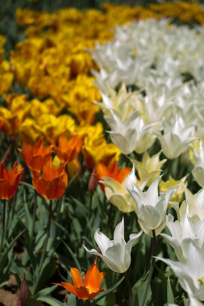 Tulips Blooming in Spring