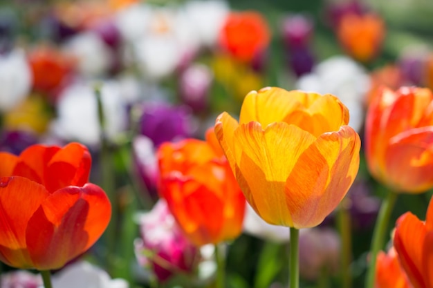 Tulips Blooming in Spring