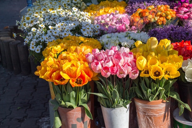 Tulips Blooming in Spring