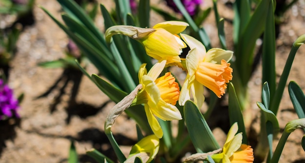 Tulips Blooming in Spring