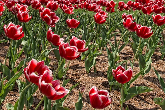 Tulips blossom