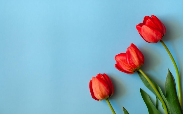 tulips on a blue background red tulips