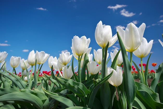 Tulips on blue sky Composition of nature