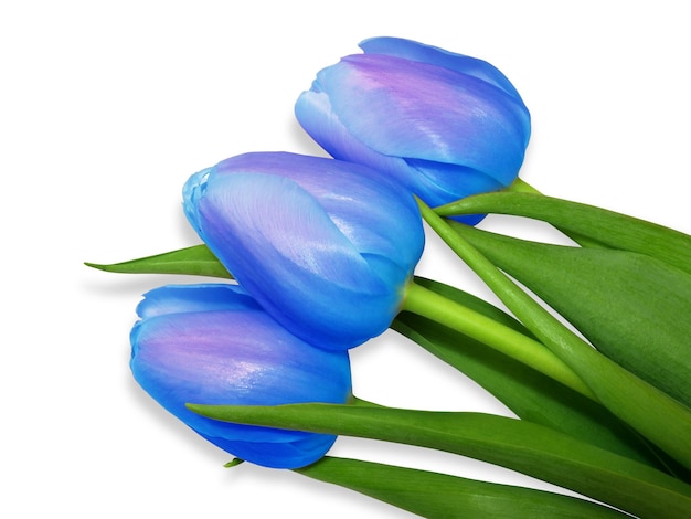 Tulips blue