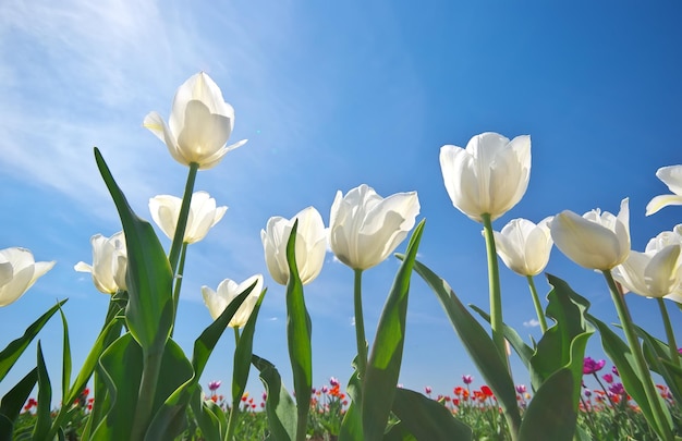 Tulips and clear sunny sky. Nature composition.