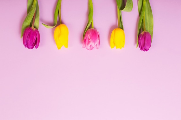 Tulips on color paper background